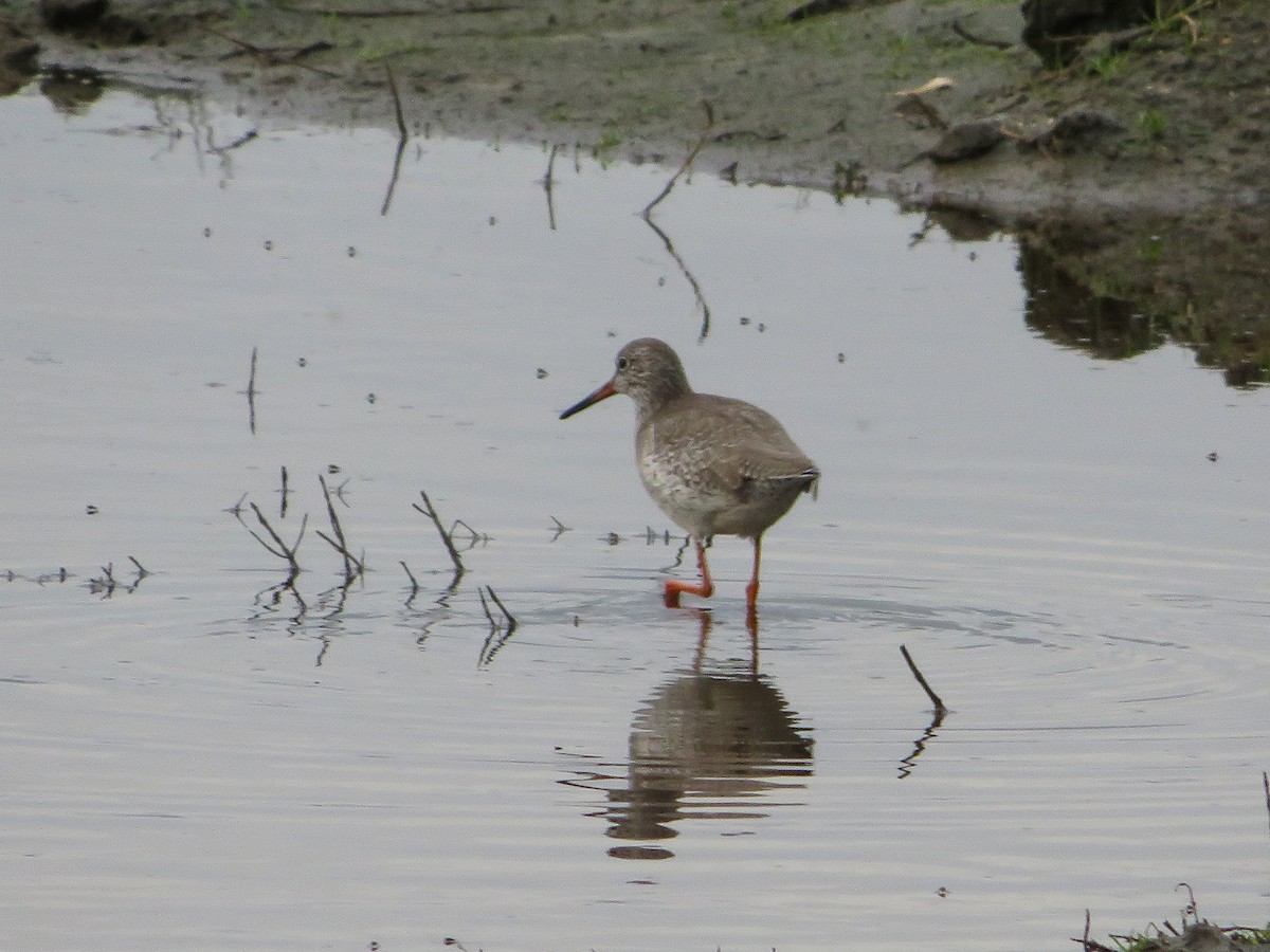 Common Redshank - Cauã Menezes