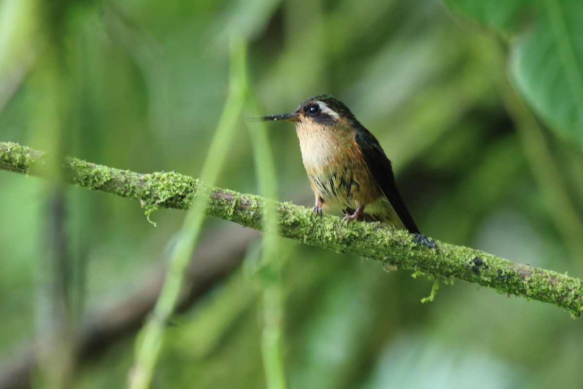 Speckled Hummingbird - Juan Carlos Albero