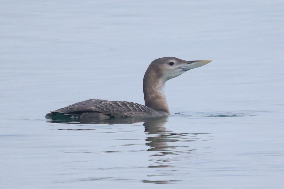 Yellow-billed Loon - Frank Lin