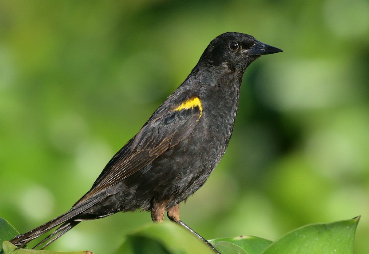 Yellow-winged Blackbird - ML612389621