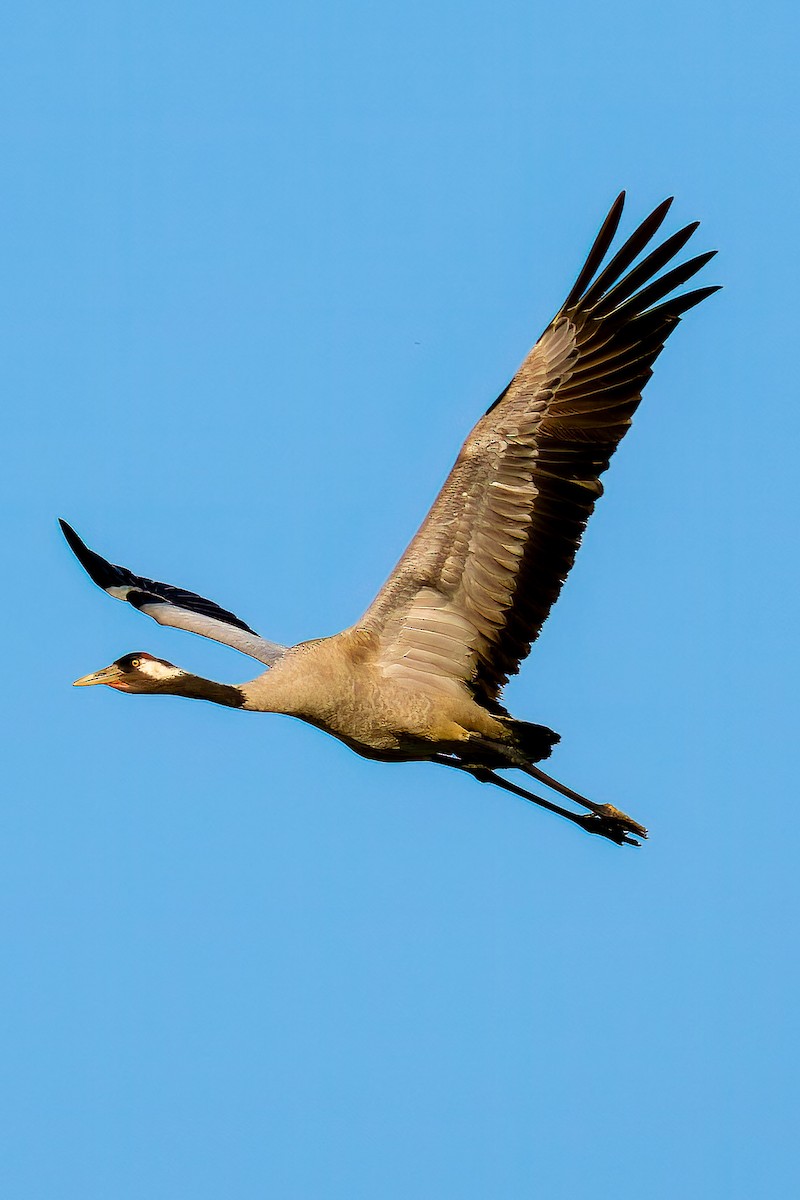 Common Crane - ML612389706