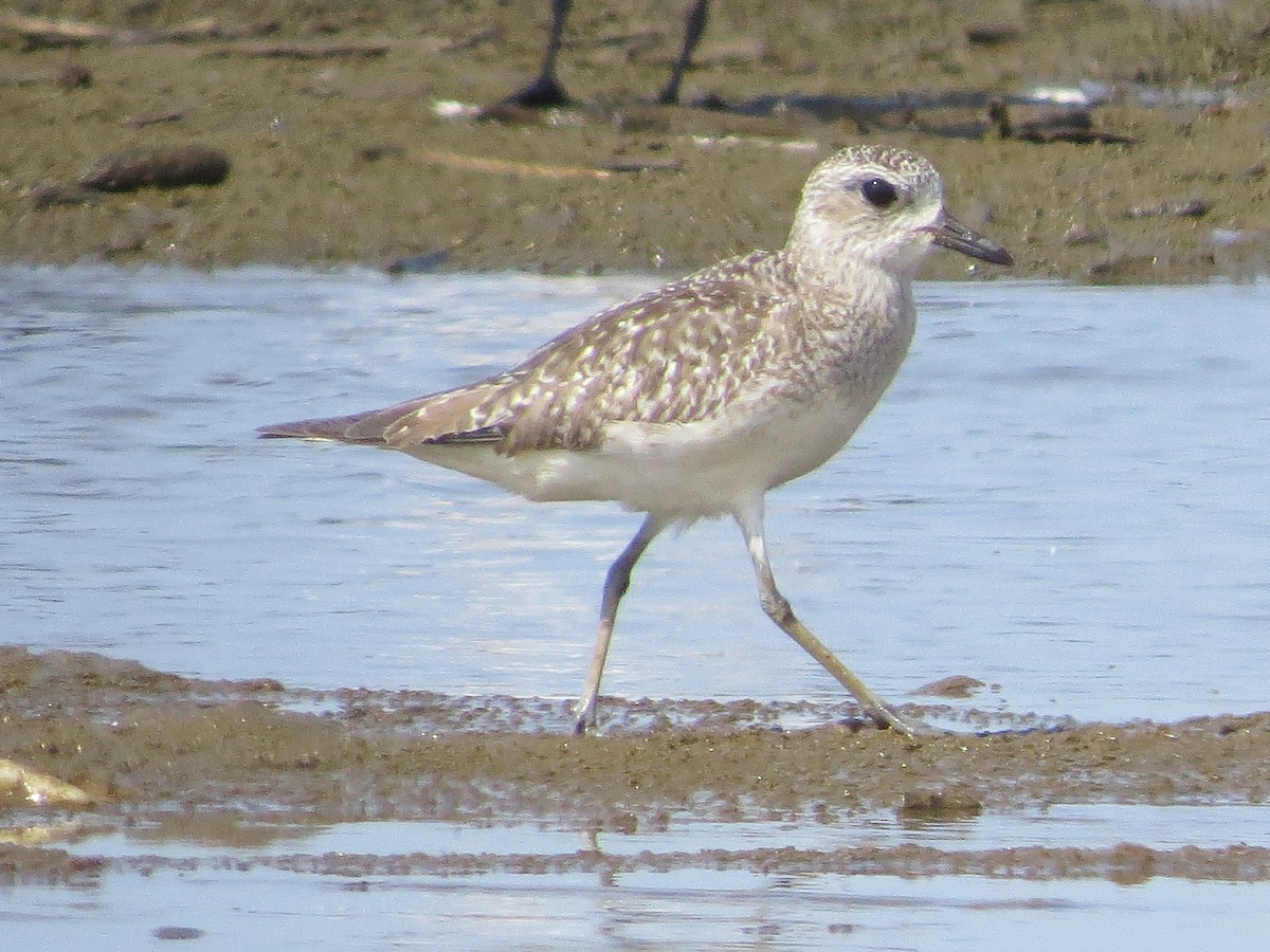 Black-bellied Plover - ML612389722