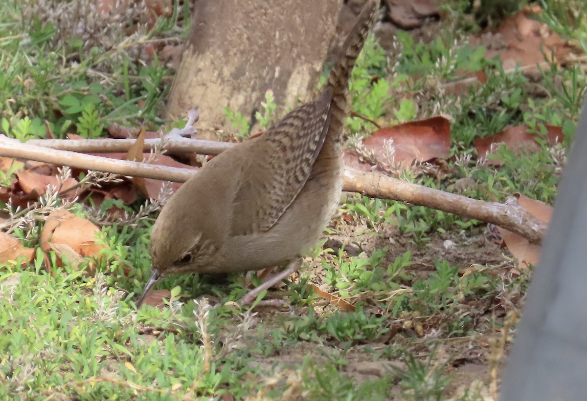 House Wren - ML612389787