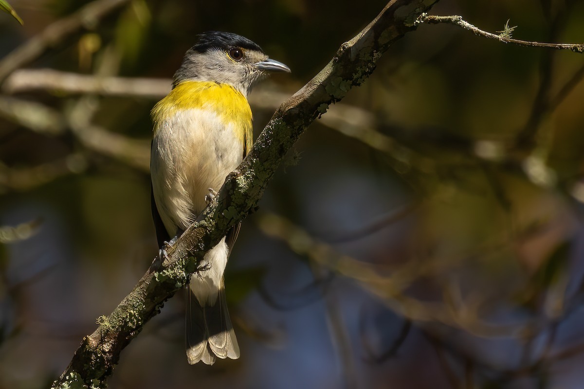 Green-backed Becard (Green-backed) - ML612389791