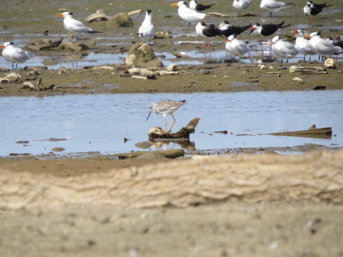 Greater Yellowlegs - ML612389793