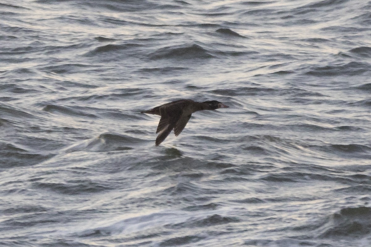 Surf Scoter - ML612389839