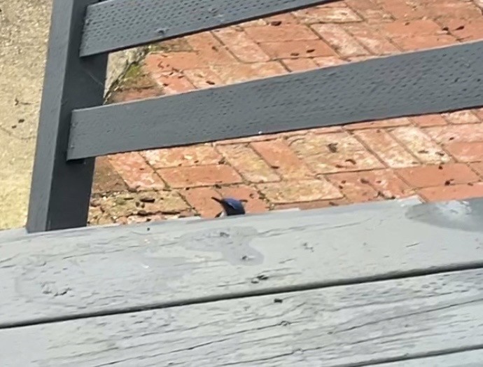 California Scrub-Jay - ML612389847