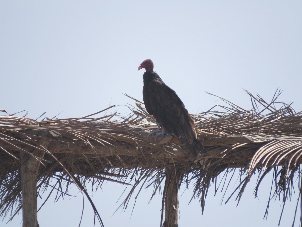 Turkey Vulture - Alex Loya