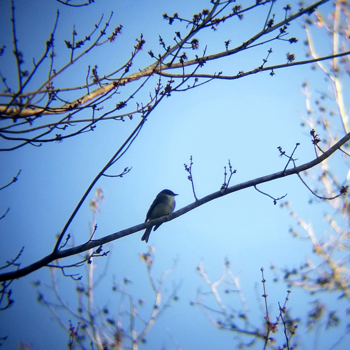 Eastern Phoebe - ML612389892