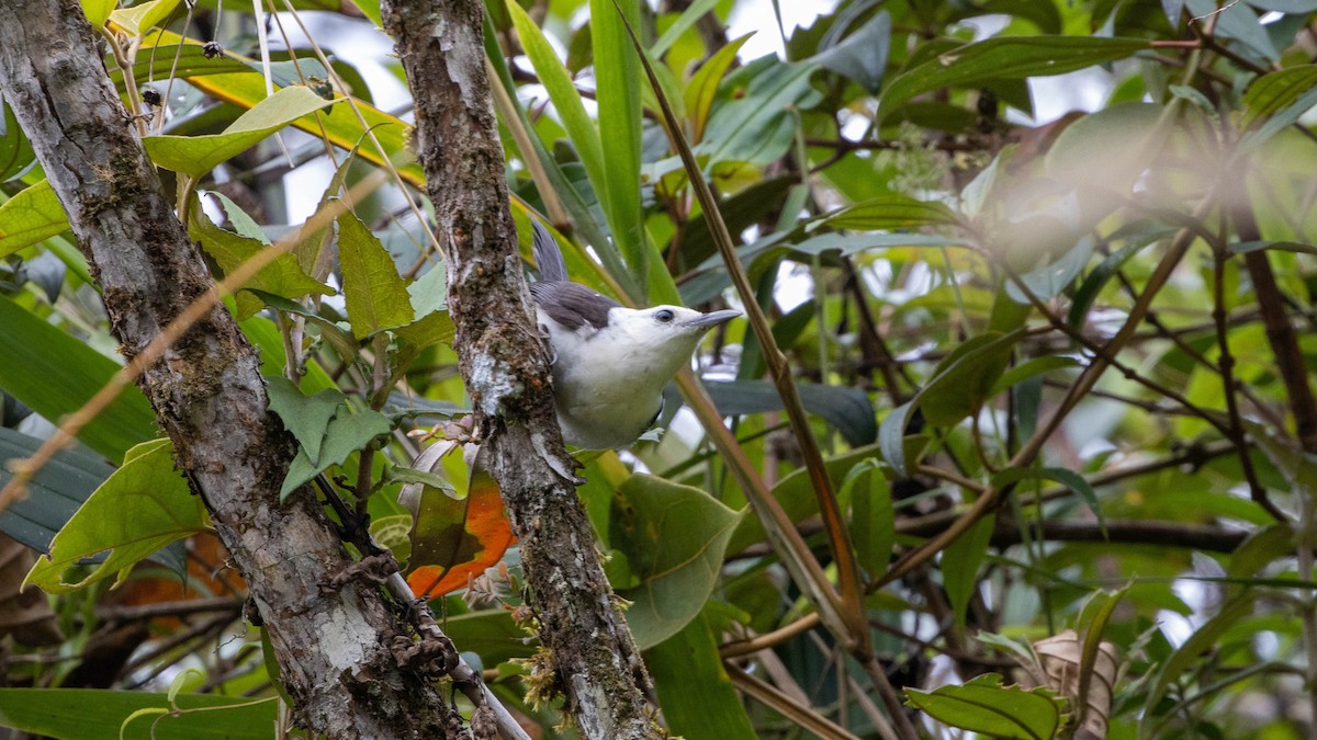 White-headed Wren - Carlos Ao Martínez T