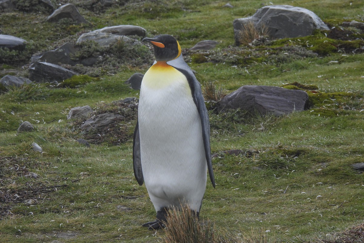 tučňák patagonský - ML612389925