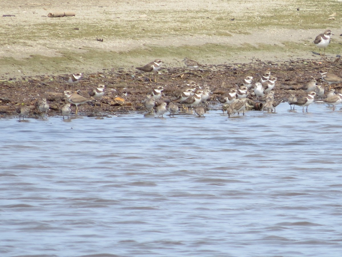 Semipalmated Plover - ML612389963