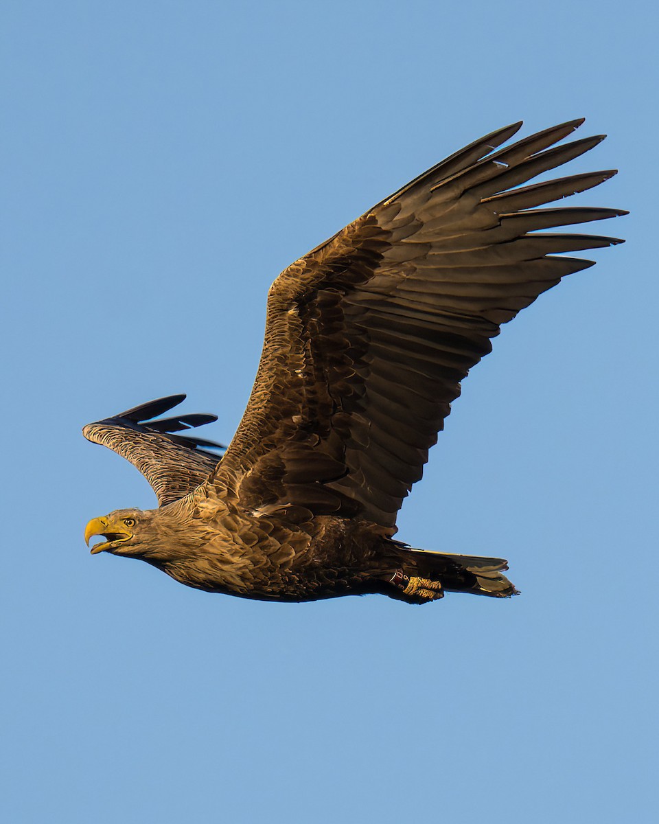 White-tailed Eagle - ML612389969