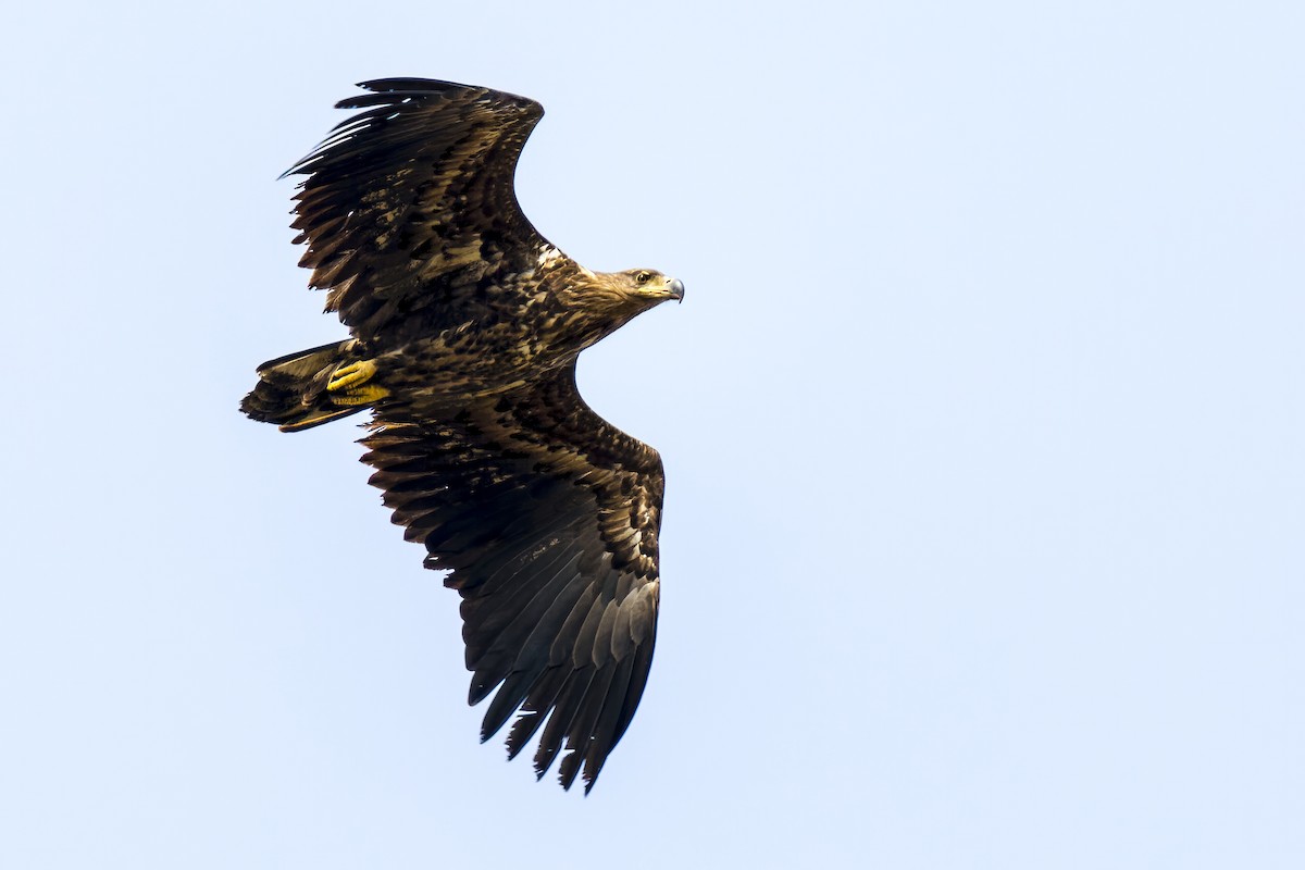 White-tailed Eagle - Michał Grądcki