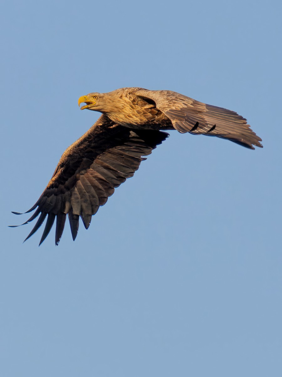 White-tailed Eagle - ML612389973