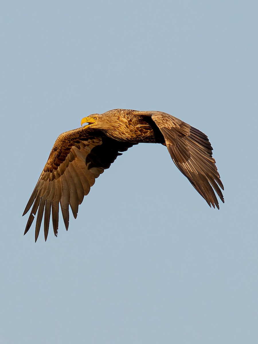 White-tailed Eagle - ML612389974