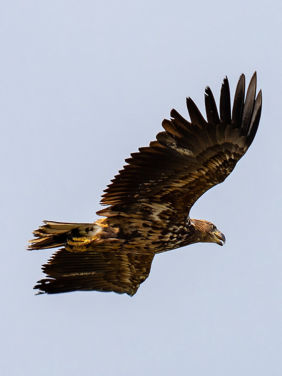 White-tailed Eagle - ML612389975