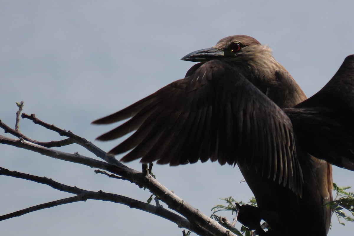 Black-crowned Night Heron - ML612390024