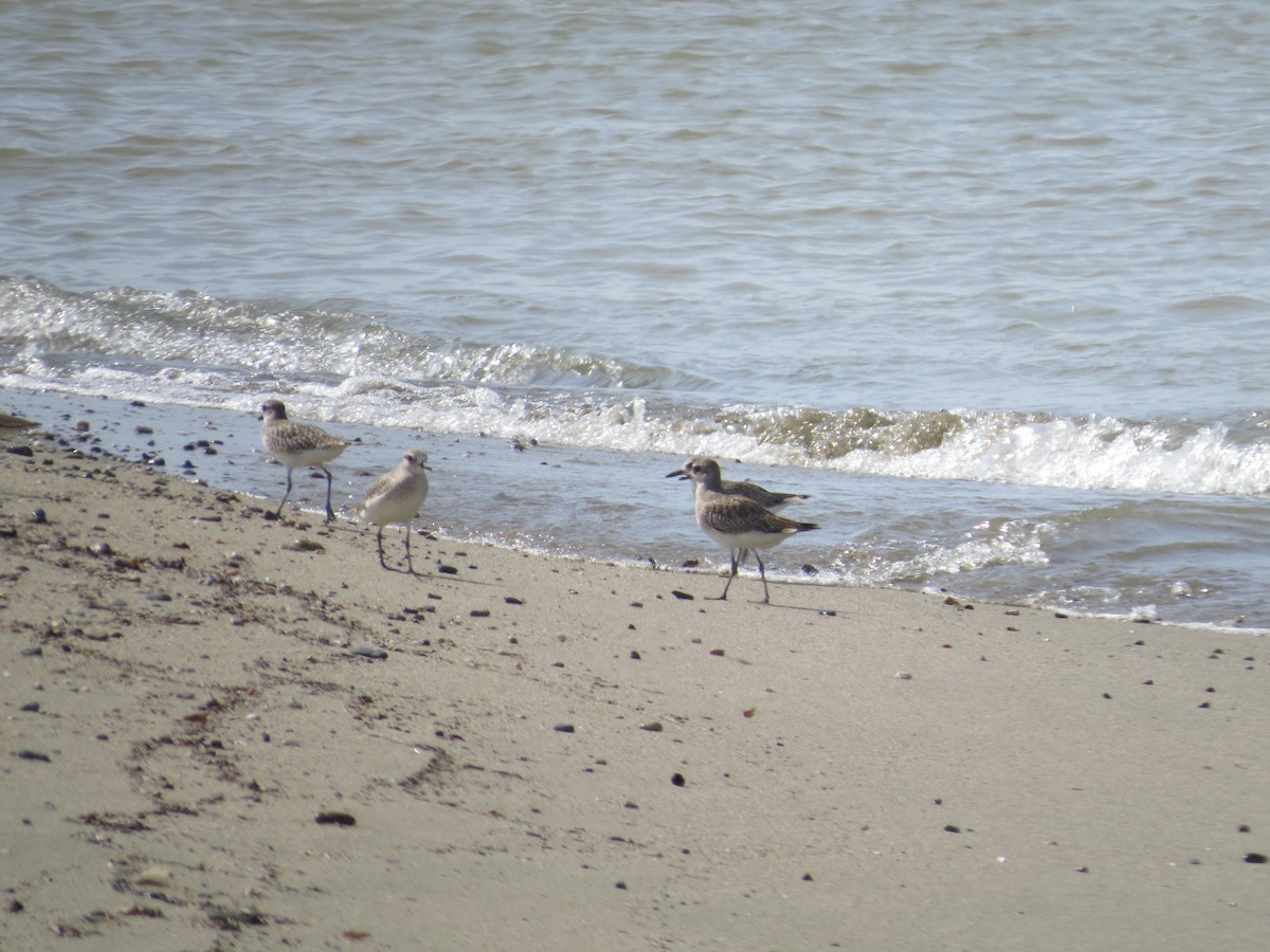 Black-bellied Plover - Alex Loya