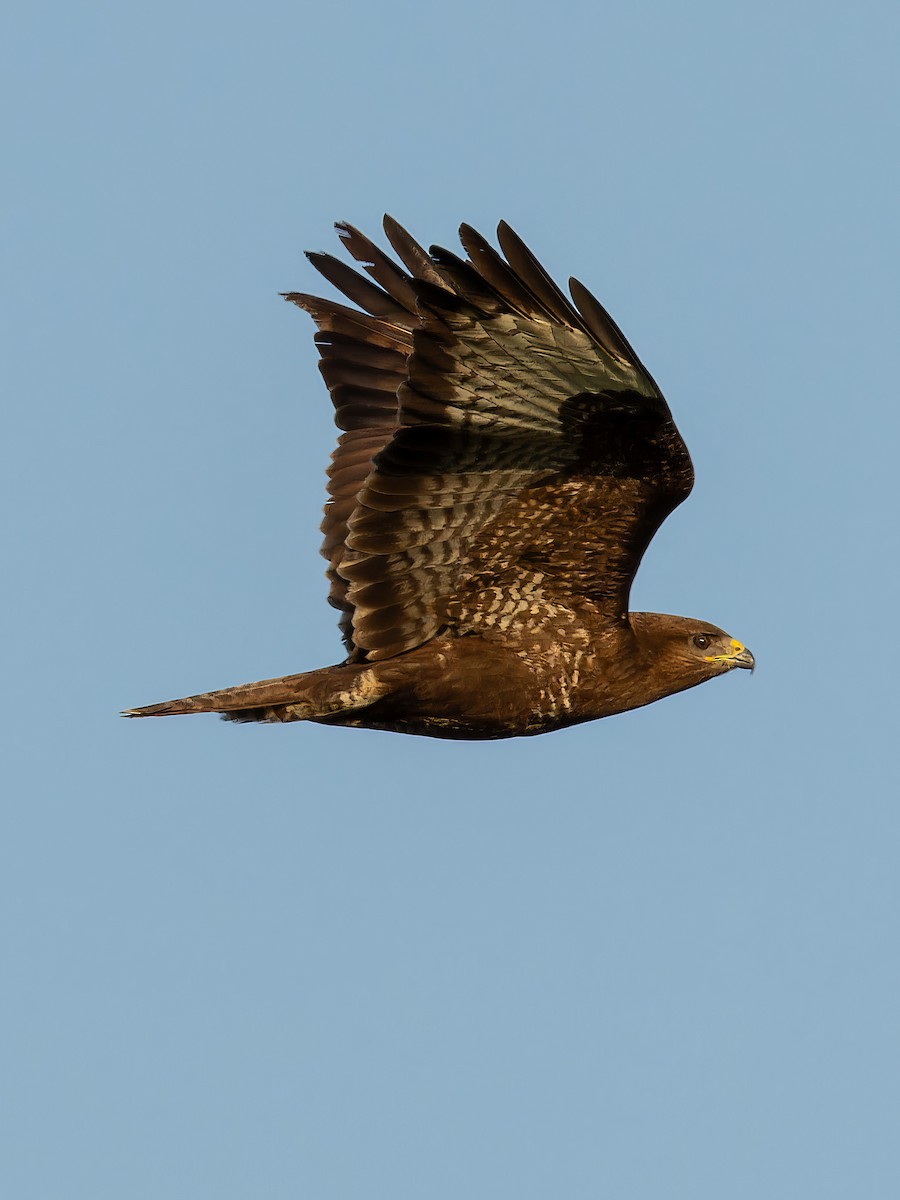 Common Buzzard - ML612390172