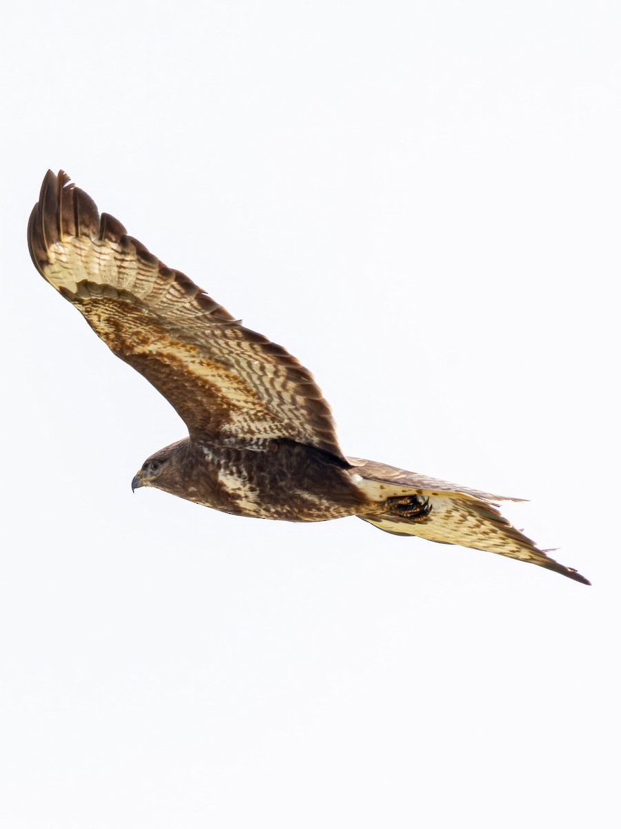 Common Buzzard - ML612390175