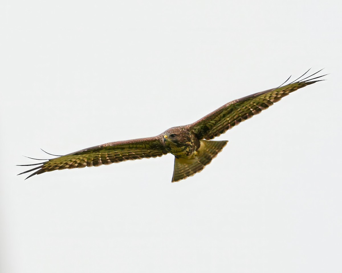 Common Buzzard - ML612390176