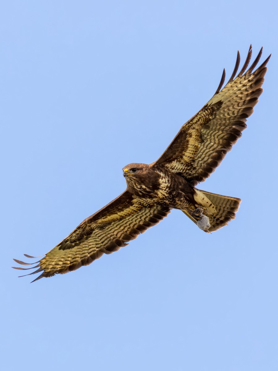 Common Buzzard - ML612390178