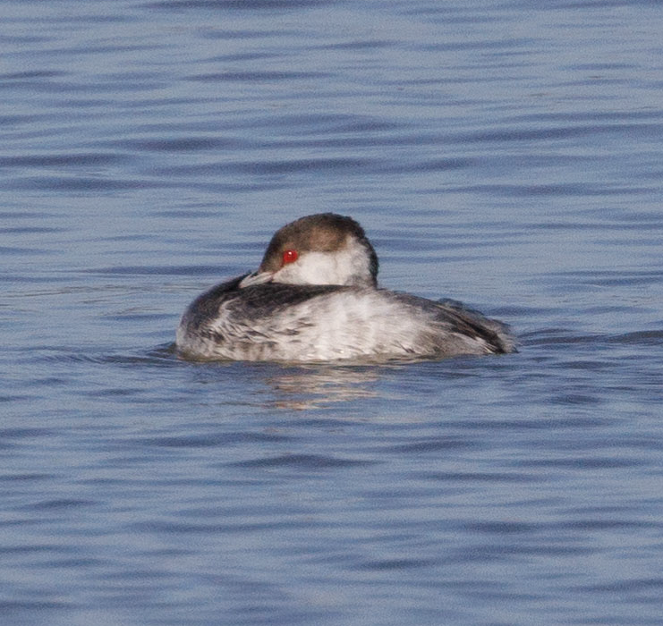Horned Grebe - ML612390189