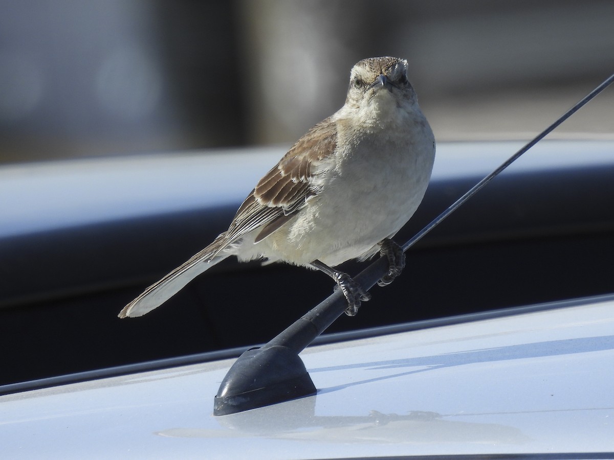 Chalk-browed Mockingbird - ML612390201