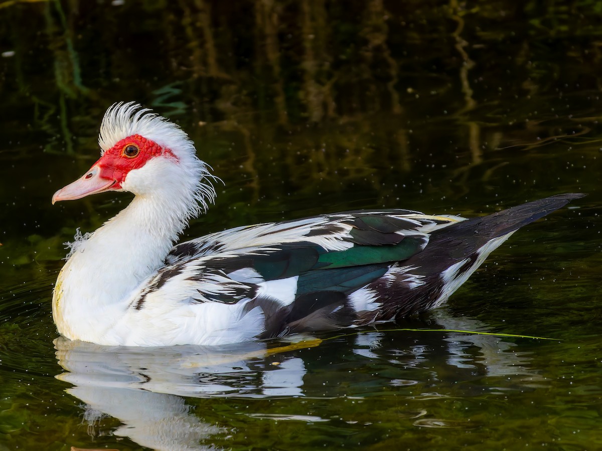 Muscovy Duck (Domestic type) - Michał Grądcki