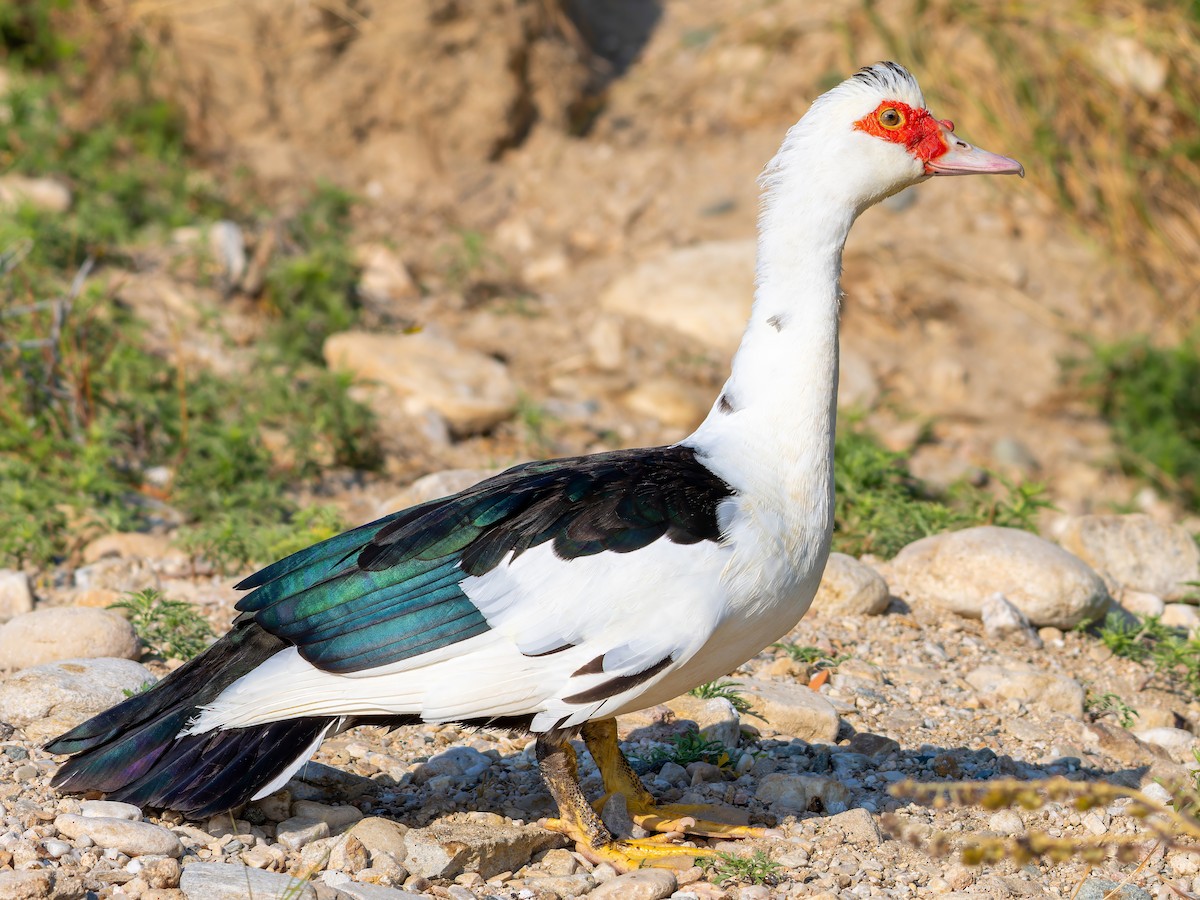 Muscovy Duck (Domestic type) - ML612390343