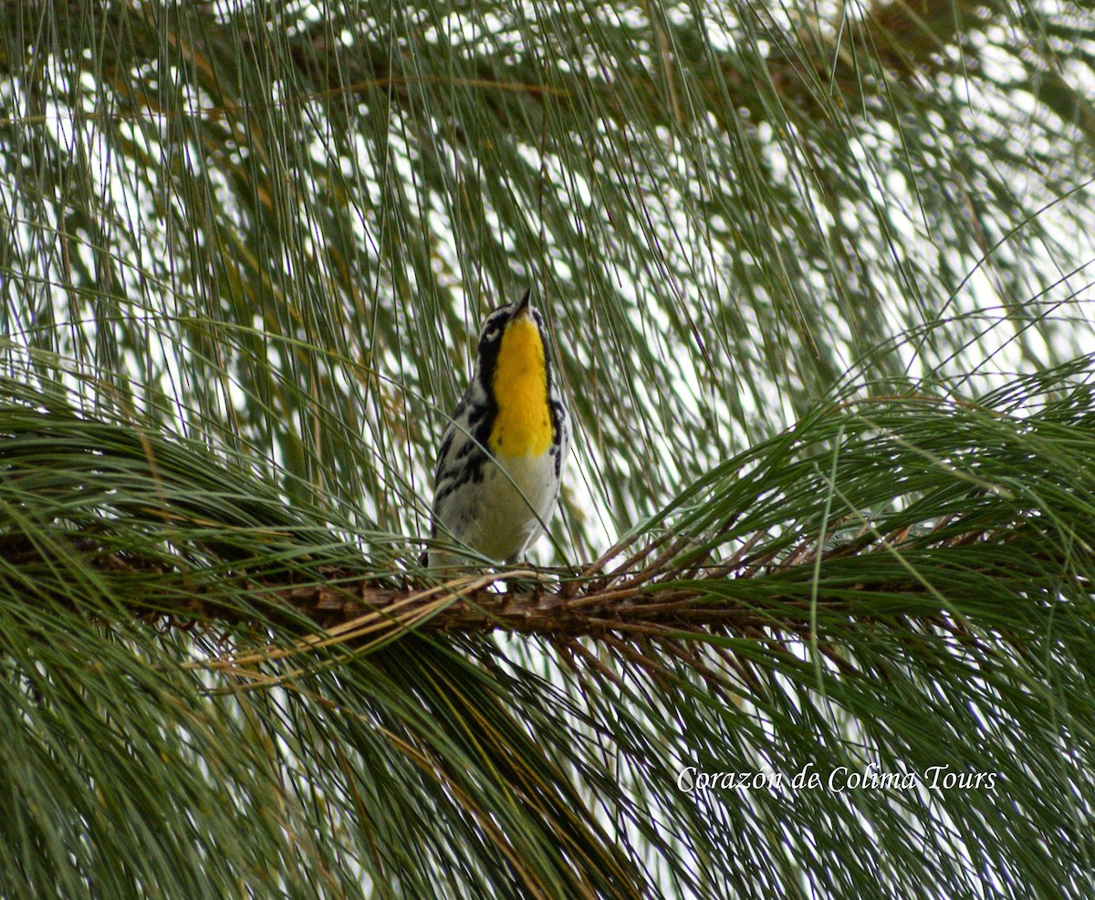 Yellow-throated Warbler - ML612390552