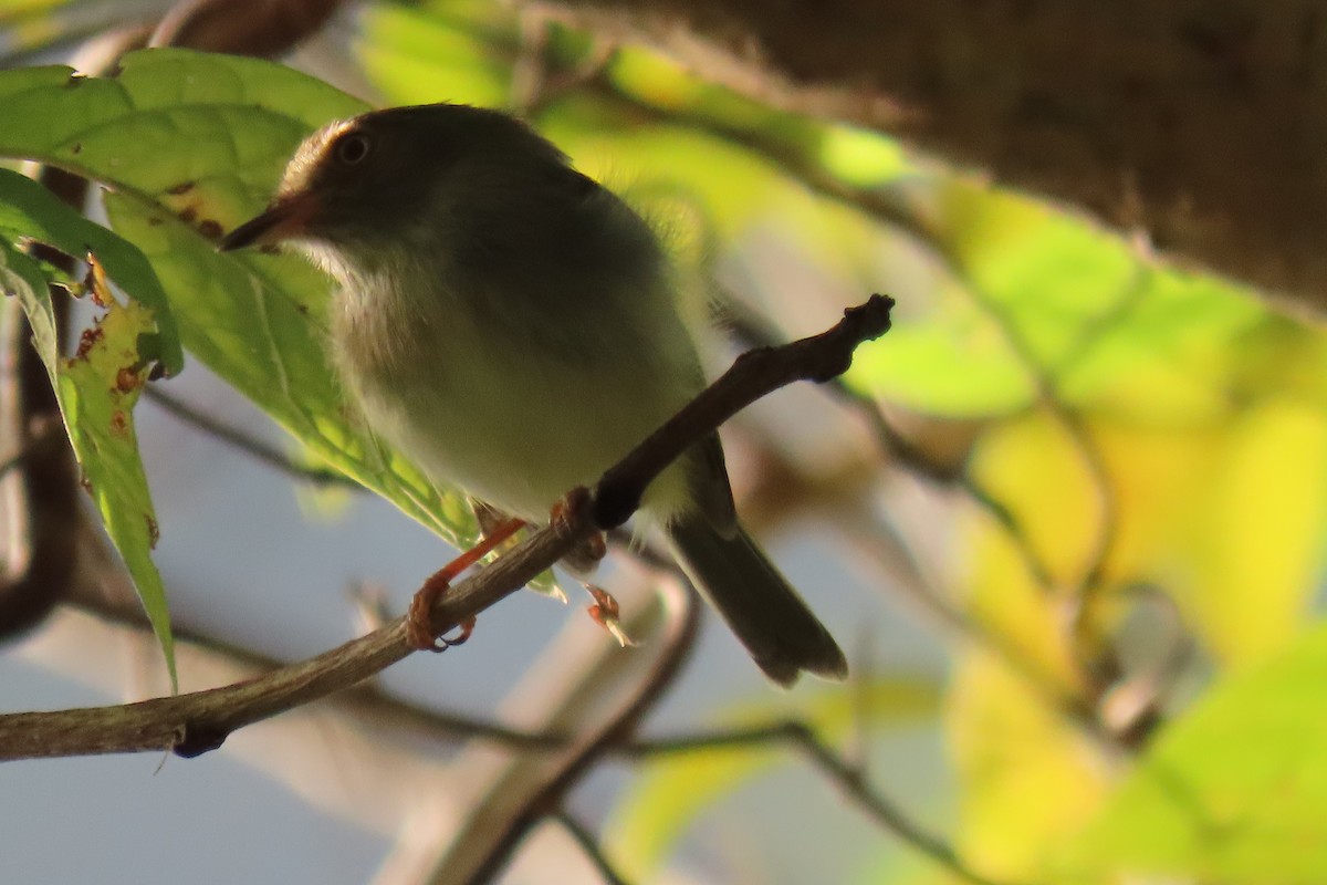 Pale-eyed Pygmy-Tyrant - ML612390573