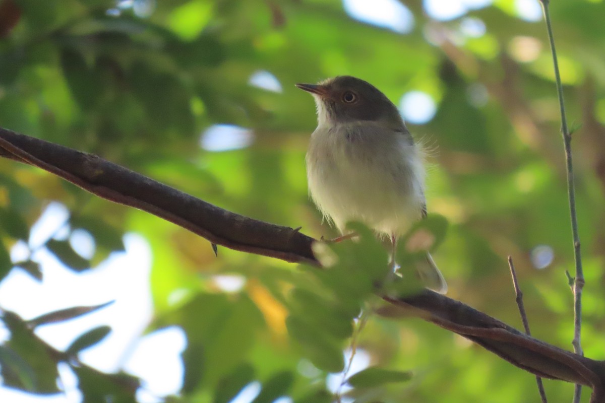 Pale-eyed Pygmy-Tyrant - ML612390574