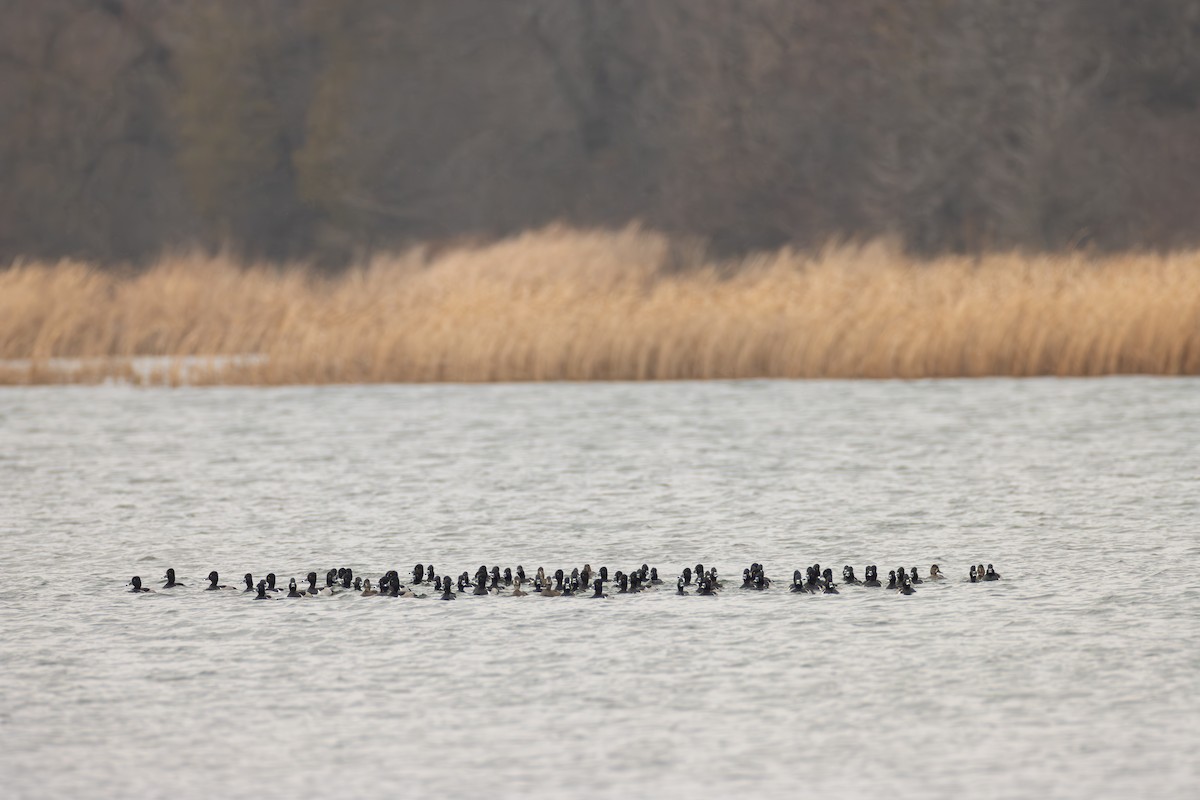 Ring-necked Duck - ML612390575