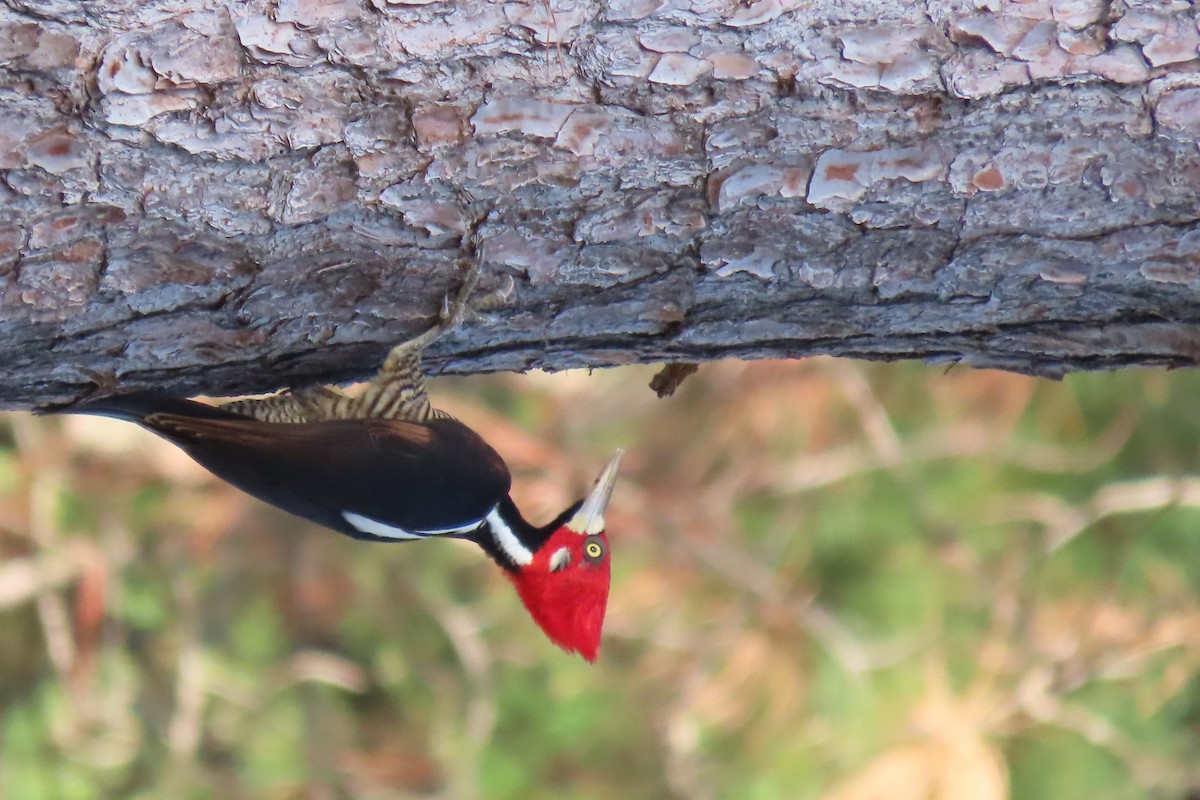 Crimson-crested Woodpecker - ML612390633