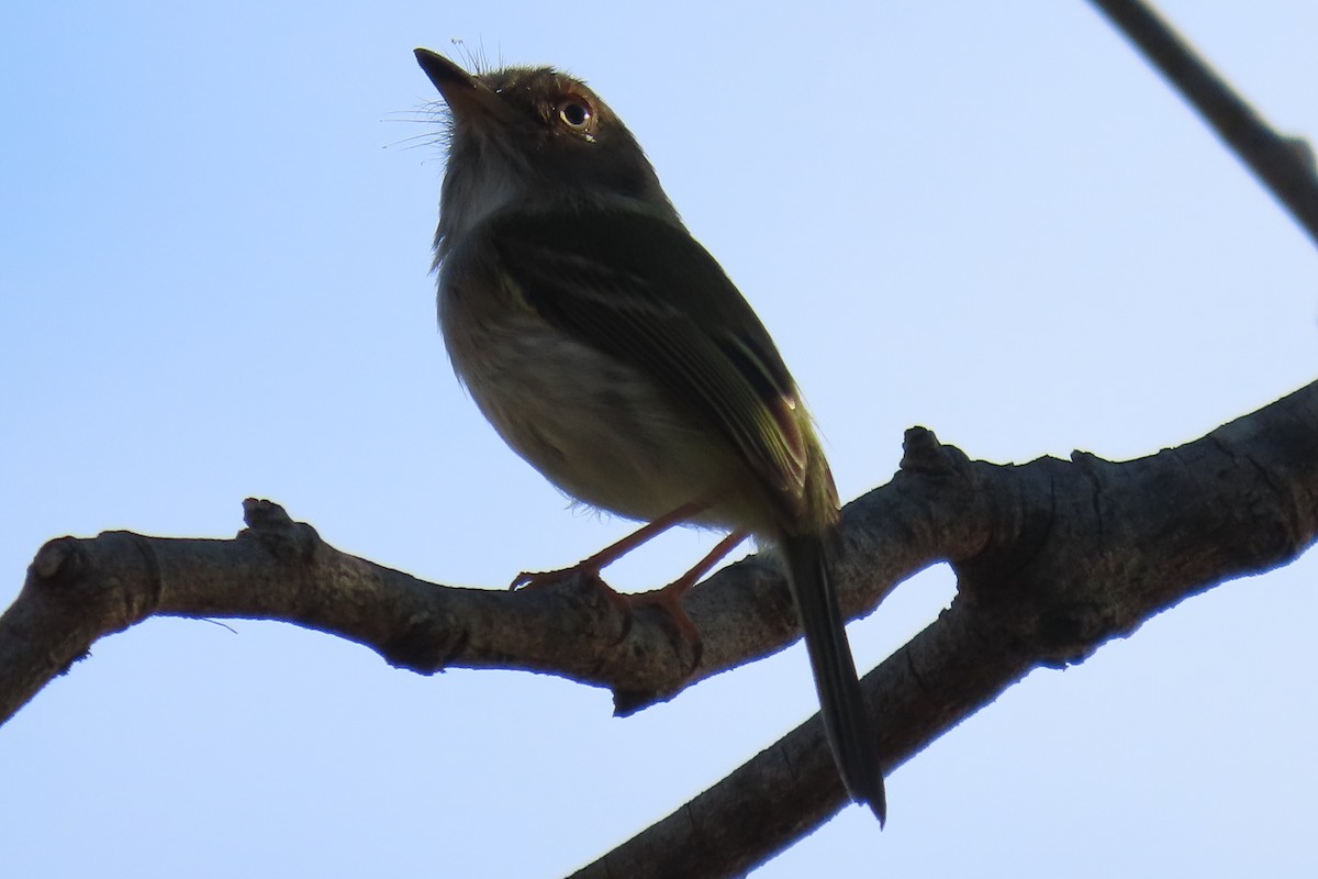 Pearly-vented Tody-Tyrant - ML612390660