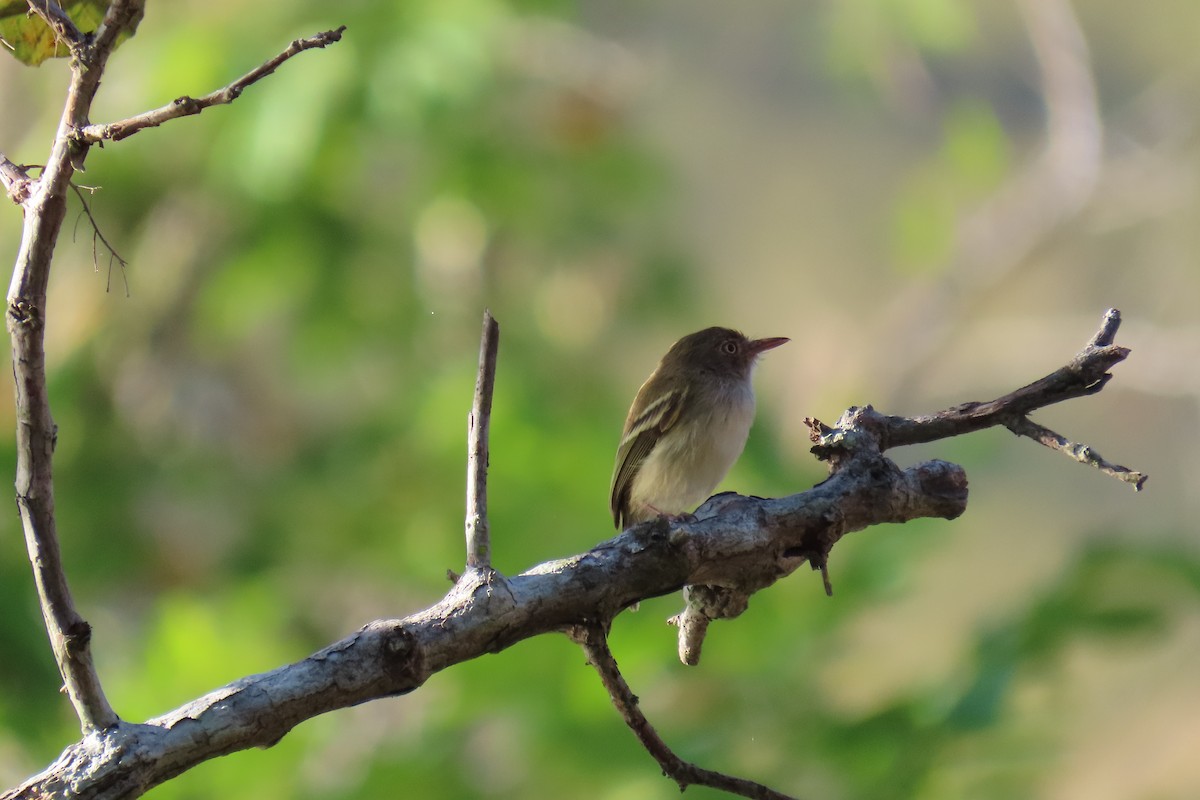 Pearly-vented Tody-Tyrant - Julián Rodríguez