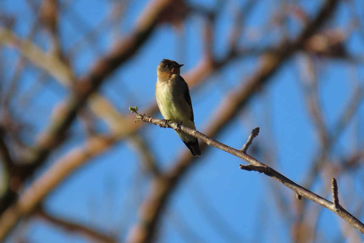 Southern Rough-winged Swallow - Julián Rodríguez