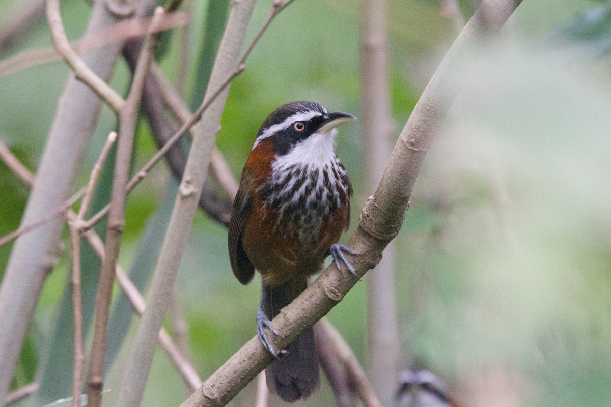 Taiwan Scimitar-Babbler - Roger Shaw