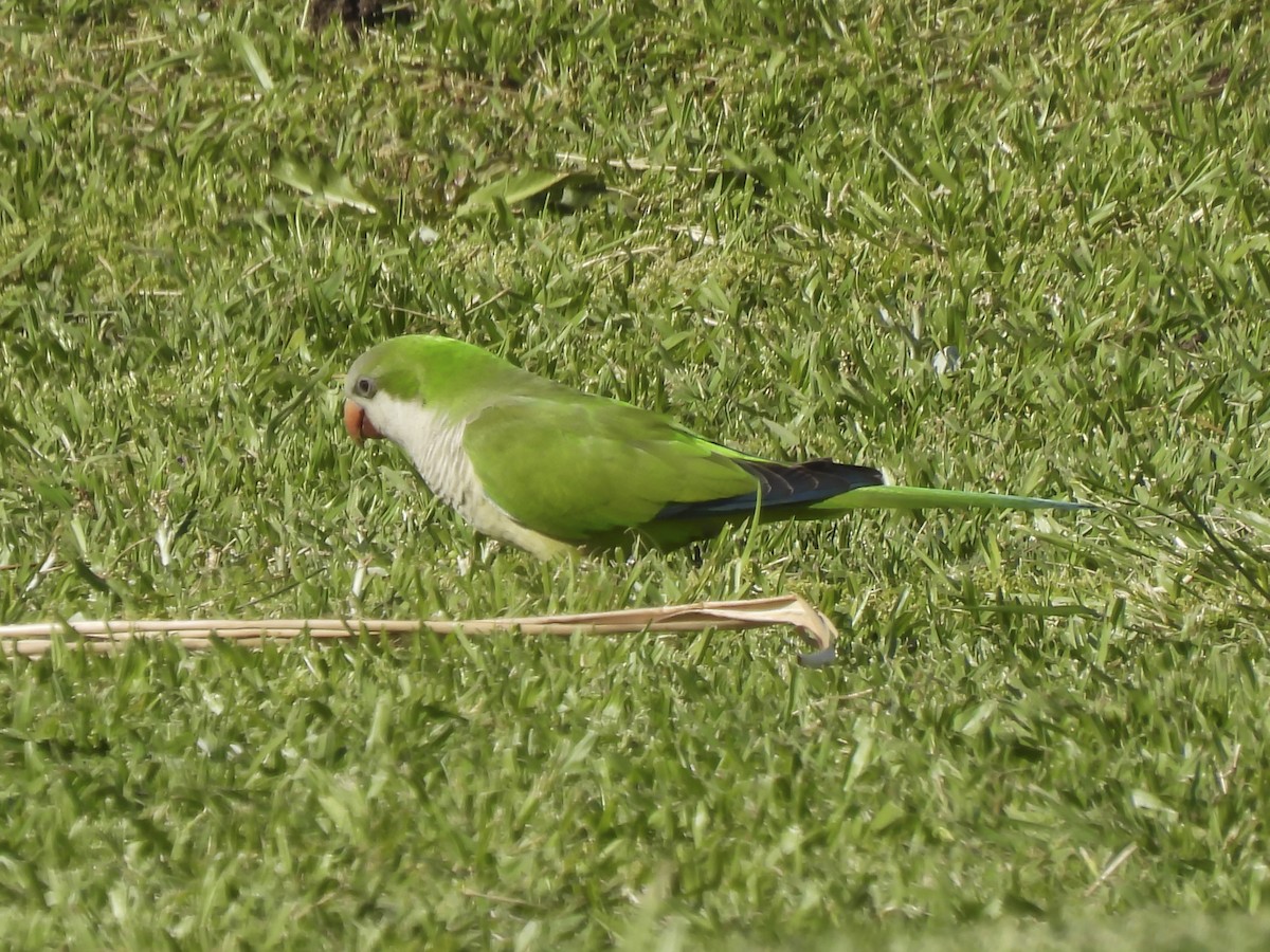 Monk Parakeet - Philip Downey