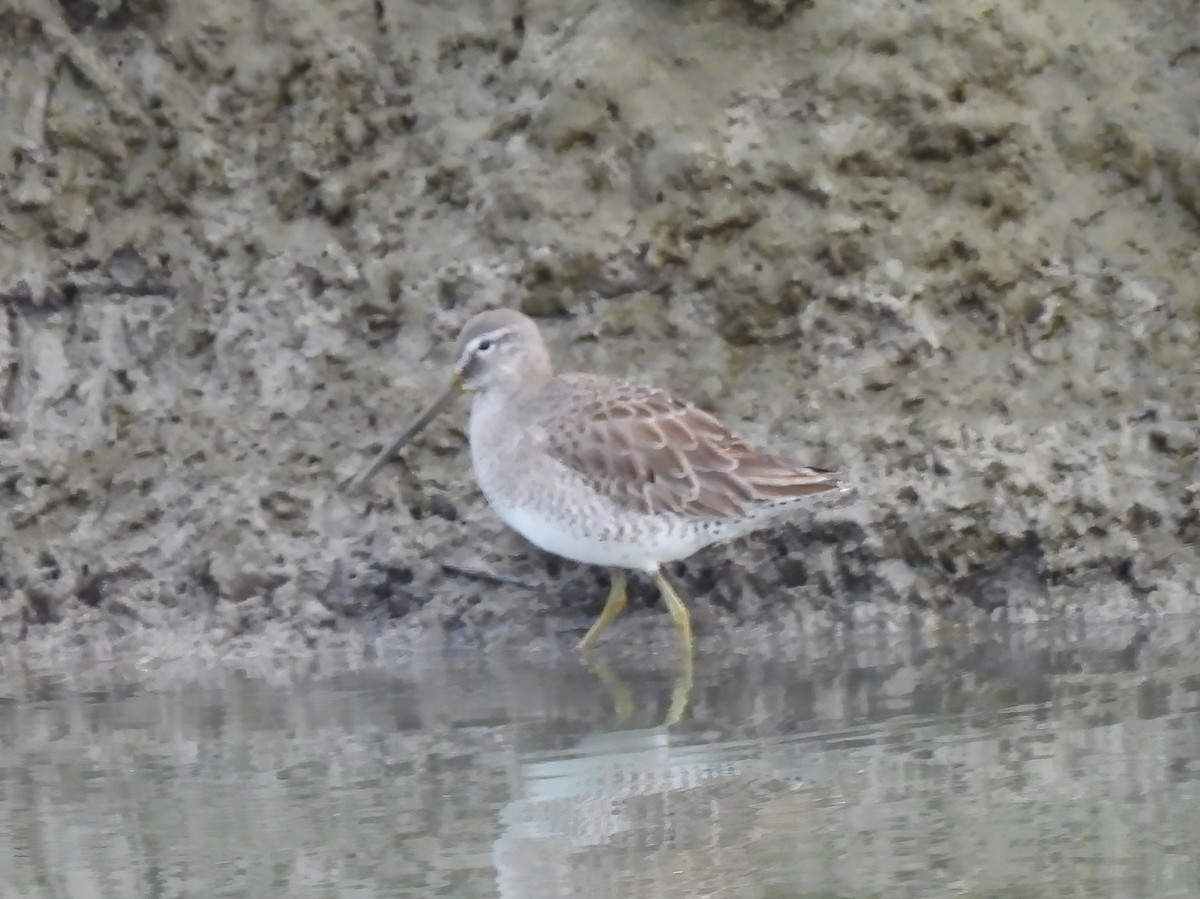 Long-billed Dowitcher - ML612390740