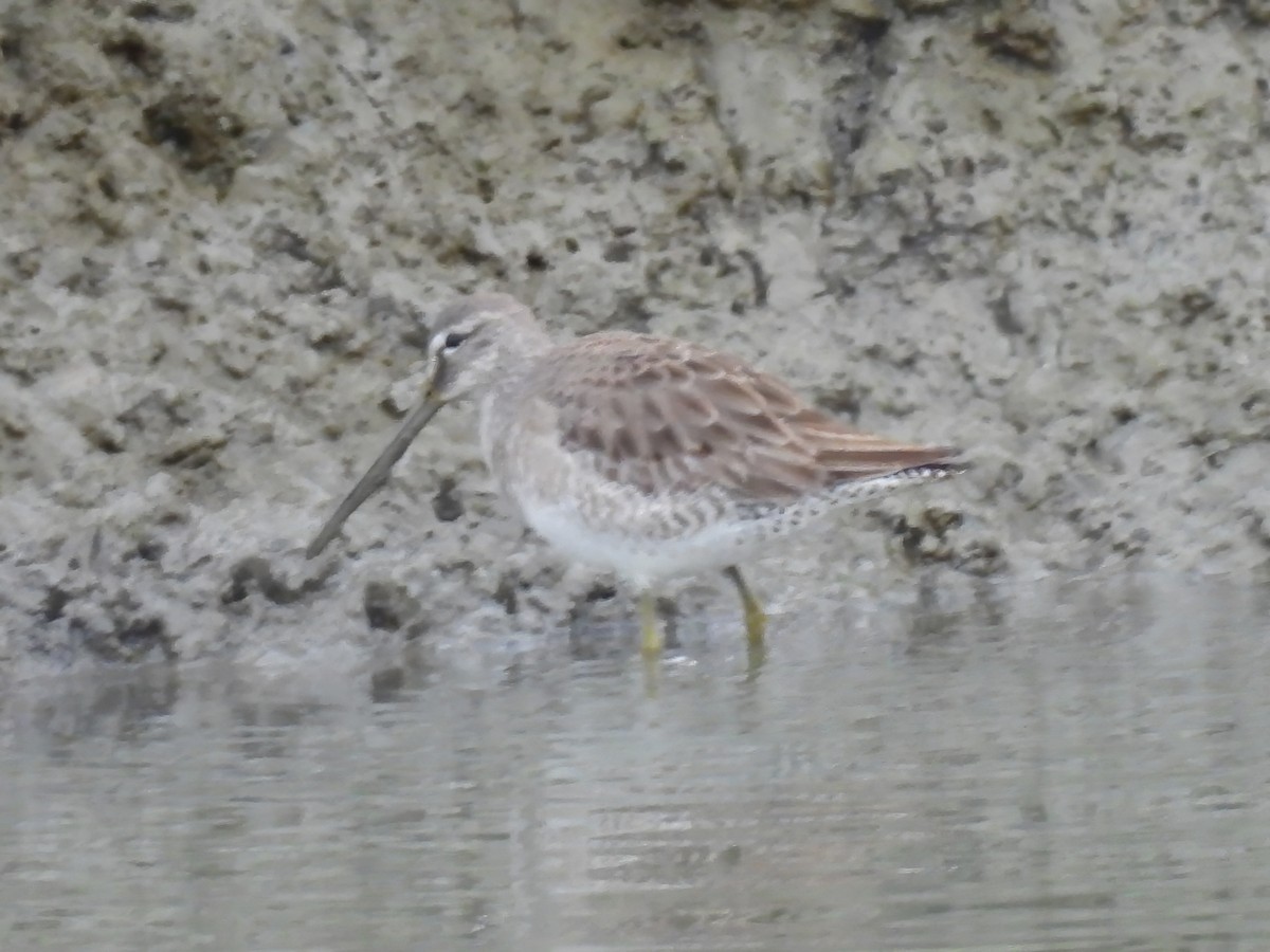 Long-billed Dowitcher - ML612390752