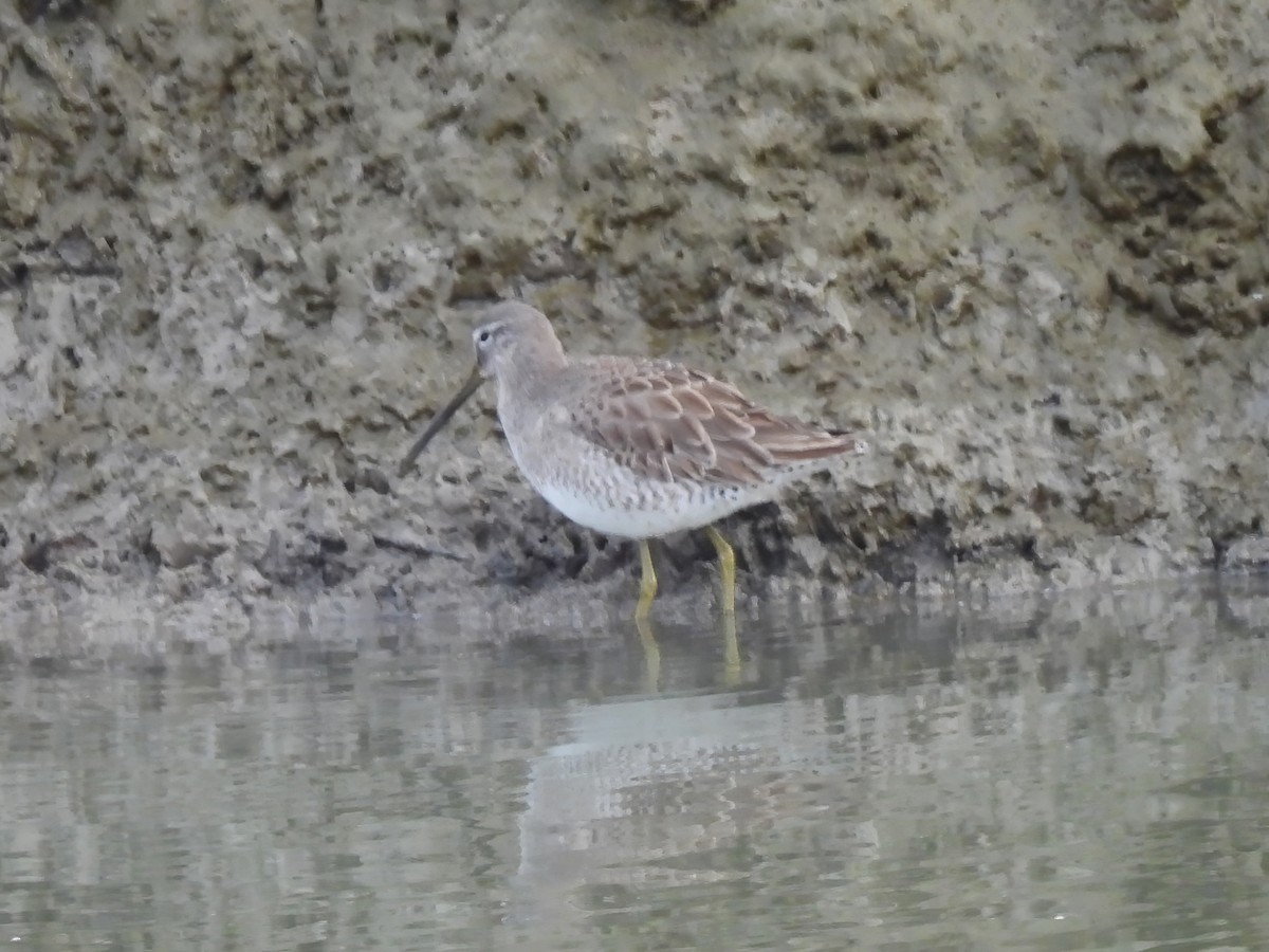 Long-billed Dowitcher - ML612390753