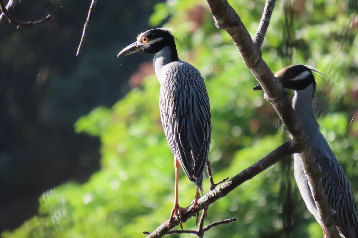 Yellow-crowned Night Heron - ML612390785