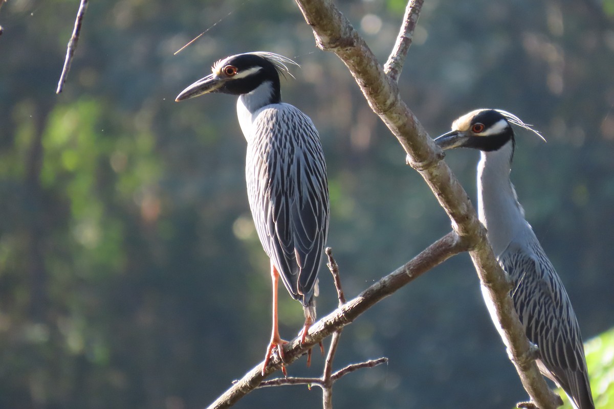 Yellow-crowned Night Heron - Julián Rodríguez