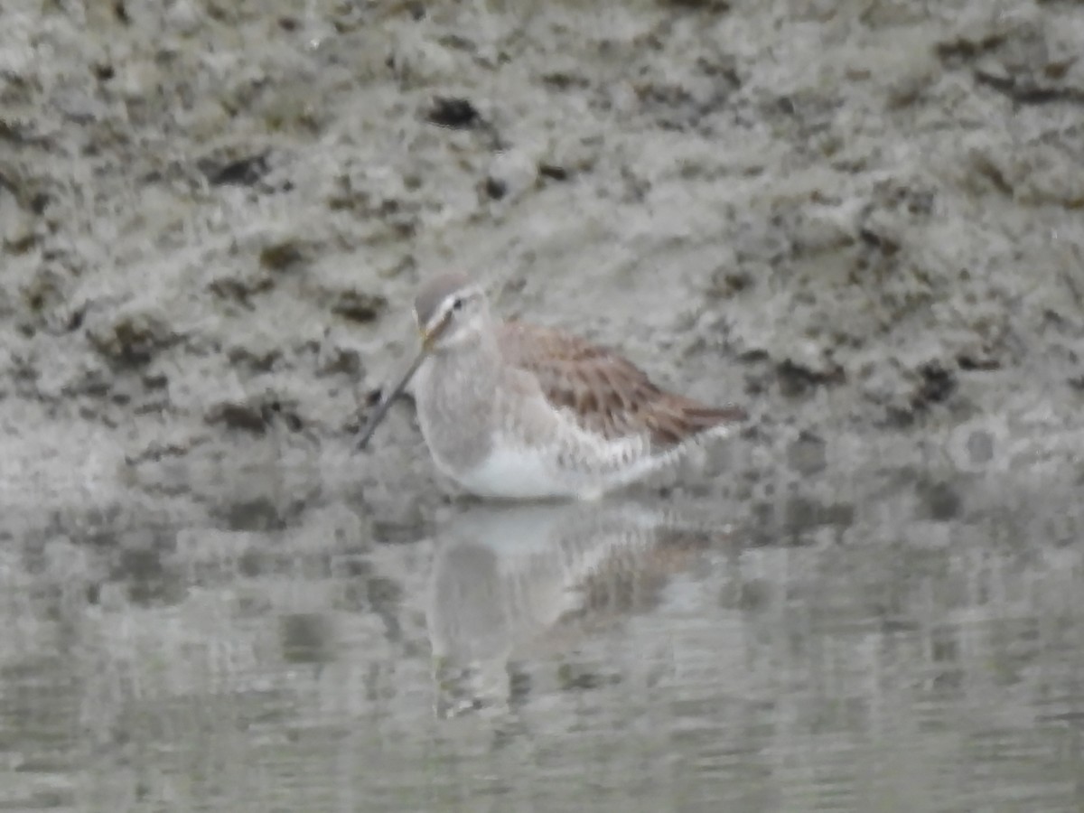 Long-billed Dowitcher - ML612390810