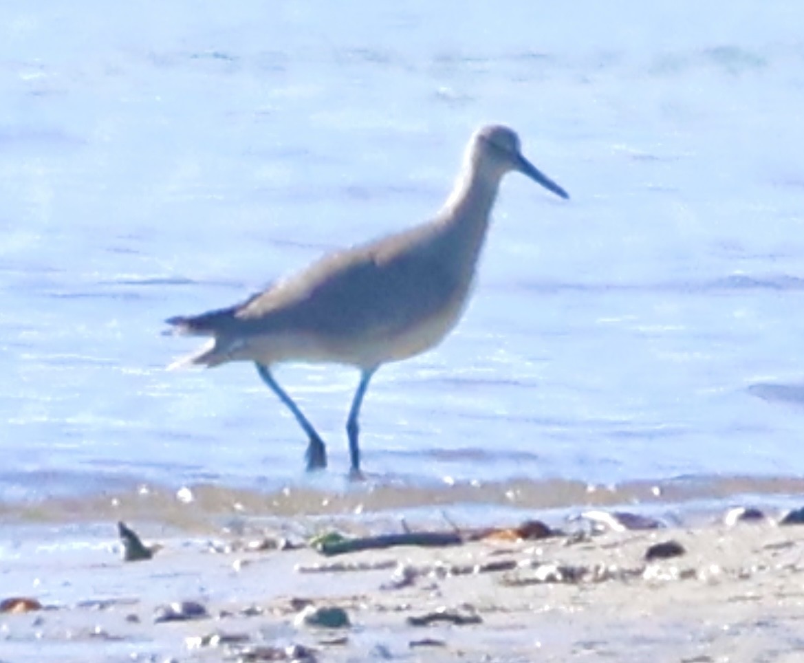 Playero Aliblanco - ML612390813