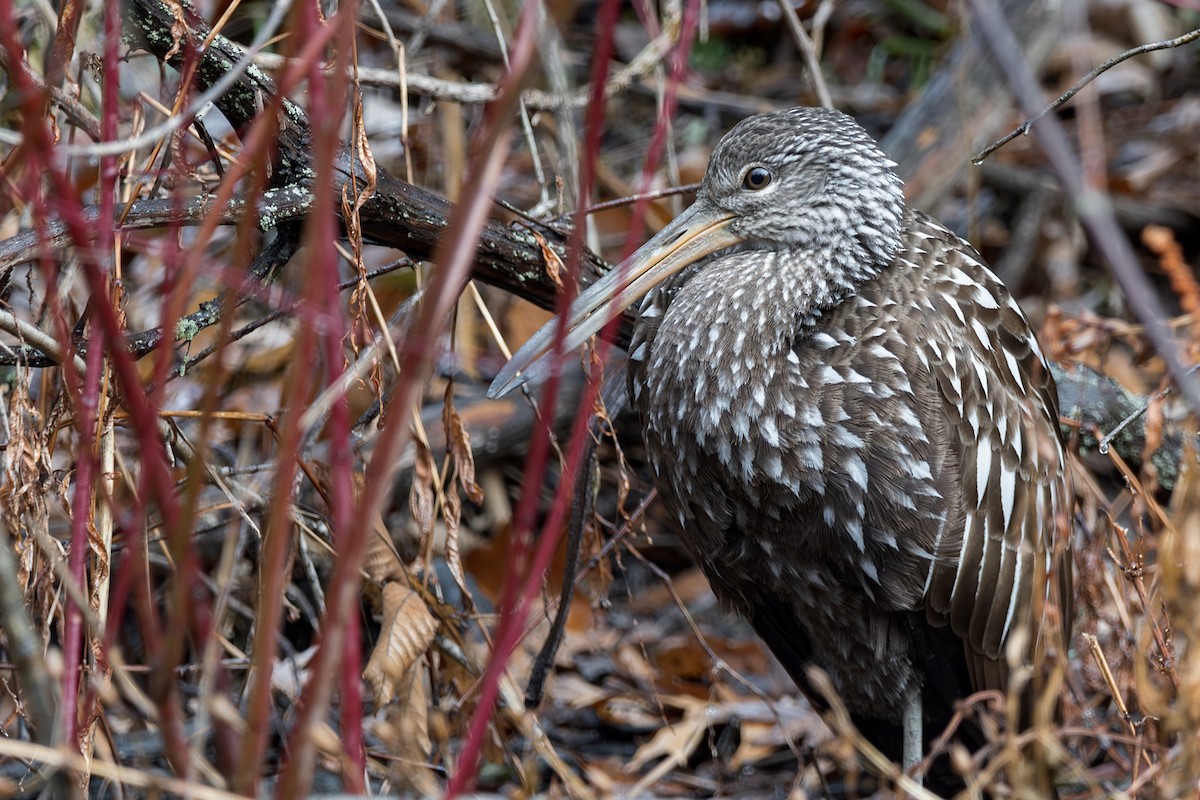 Limpkin - ML612390814