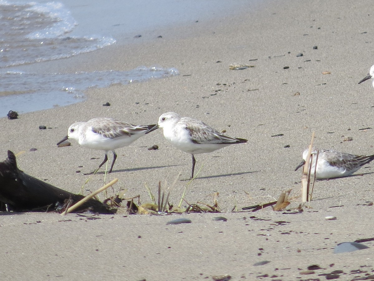 Sanderling - Alex Loya